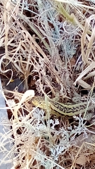 Liolaemus chiliensis