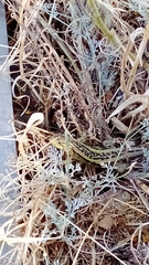 Liolaemus chiliensis