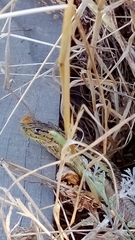 Liolaemus chiliensis