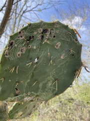Opuntia alta