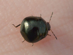 Coptosoma scutellatum
