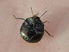 Coptosoma scutellatum