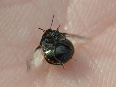 Coptosoma scutellatum