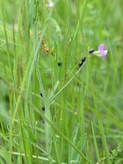 Coptosoma scutellatum
