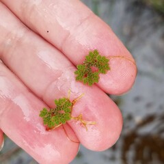 Azolla