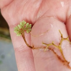 Azolla