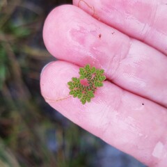Azolla
