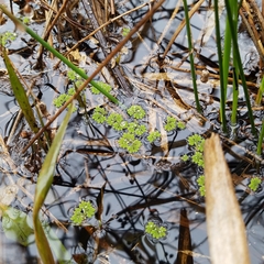 Azolla