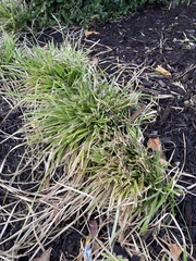 Carex pedunculata