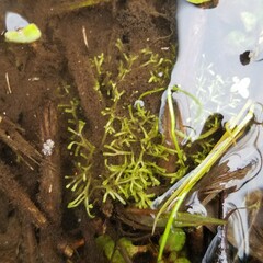 Riccia