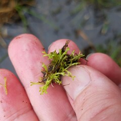 Riccia