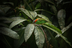 Tangara cyanocephala