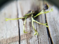 Riccia