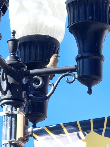 House Sparrow photographed in Kentucky