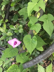 Ipomoea cordatotriloba