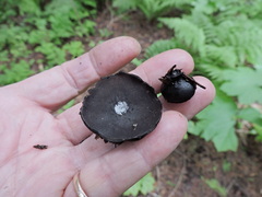 Pseudoplectania nigrella