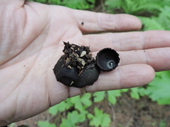 Pseudoplectania nigrella