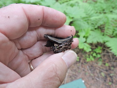 Pseudoplectania nigrella