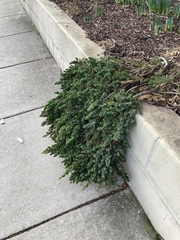 Juniperus procumbens