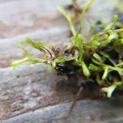 Riccia