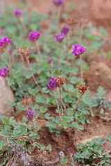 Trifolium burchellianum