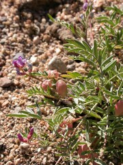 Astragalus nutans