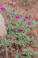 Trifolium burchellianum