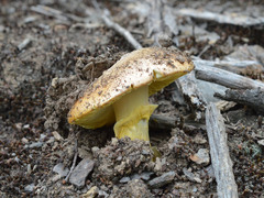Amanita caesarea