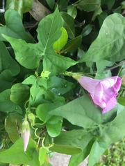 Ipomoea cordatotriloba