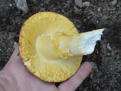 Amanita caesarea