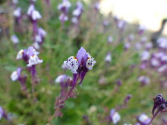 Linaria amethystea