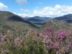 Erica australis