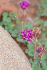 Trifolium burchellianum