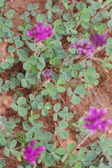 Trifolium burchellianum
