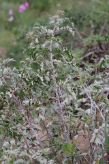 Rubus ludwigii