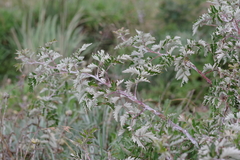 Rubus ludwigii