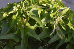 Cocculus orbiculatus