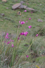 Dierama pulcherrimum