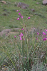 Dierama pulcherrimum