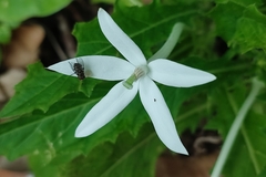 Hippobroma longiflora