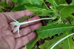 Hippobroma longiflora