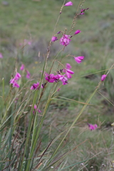 Dierama pulcherrimum