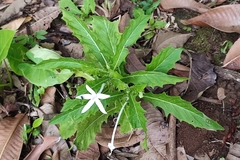 Hippobroma longiflora
