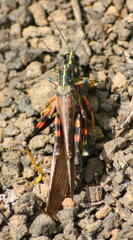 Schistocerca melanocera