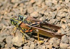 Schistocerca melanocera