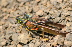 Schistocerca melanocera