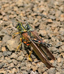 Schistocerca melanocera