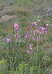 Dierama pulcherrimum