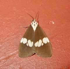 Nyctemera lacticinia
