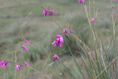 Dierama pulcherrimum